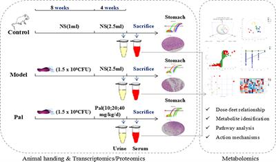 UPLC-Q-TOF/MS-Based Serum and Urine Metabonomics Study on the Ameliorative Effects of Palmatine on Helicobacter pylori–Induced Chronic Atrophic Gastritis